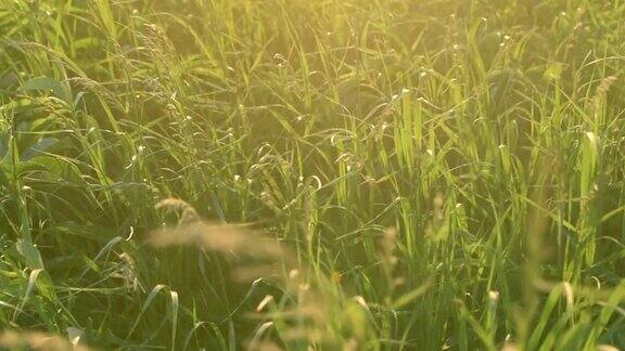 草原草日落慢镜头