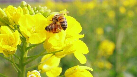 两只蜜蜂在油菜花上