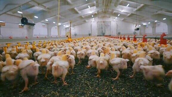 养鸡场上生长的肉鸡黄色的小鸡在工厂里养肥后变成白色鸡生产行业