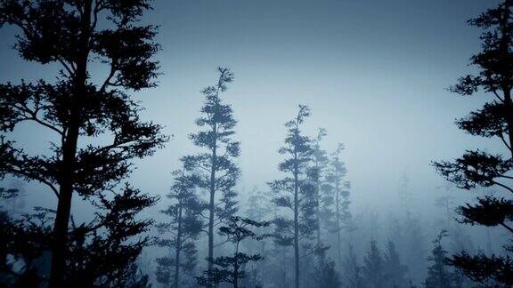 雾中的云杉雨后树木的剪影