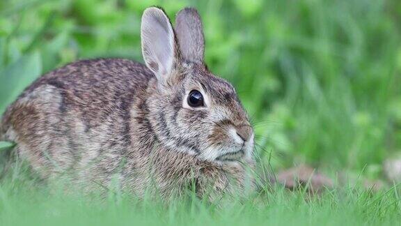 小棉尾兔在草面包是平静的然后开始呼吸更快更警觉