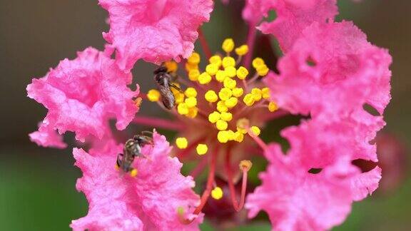 一只蜜蜂的微距镜头