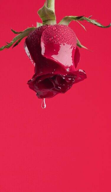 新鲜的红玫瑰花与水滴说明概念的晨露在红色背景