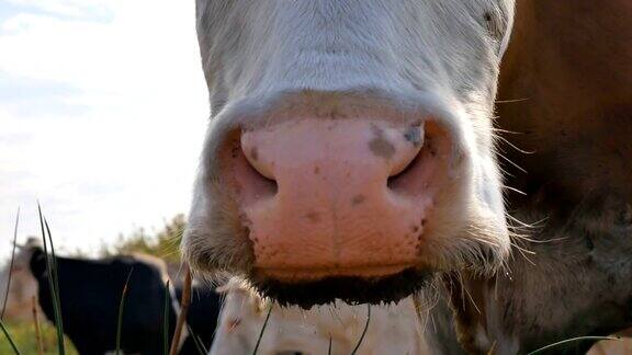 牛的嘴在啃草特写镜头牛吃草
