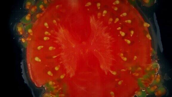 新鲜的番茄在慢镜头中爆裂