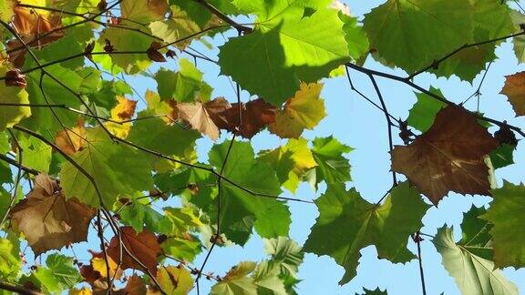 秋天的梧桐树叶子在风中摇曳