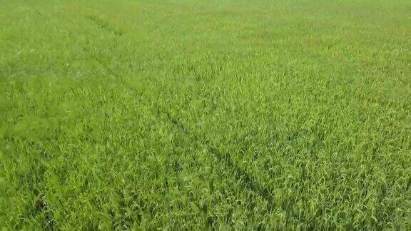 4K鸟瞰图美丽的农业稻田大米在泰国