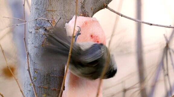 鸟-柳树山雀(山雀)坐在树枝上吃猪油