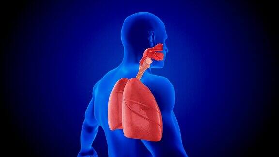 人体肺部呼吸系统扫描