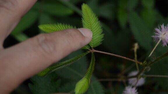 含羞草(嗜睡植物)用手