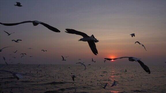 慢镜头海鸥和日落