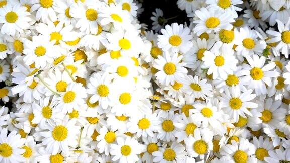 美丽的白色雏菊花宏观视图