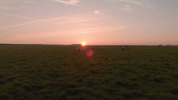 日出在农村放羊