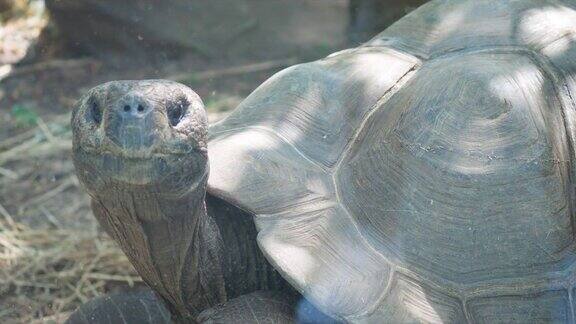 巨龟或塞舌尔巨龟(Aldabrachelysgigantea)是一种陆地龟