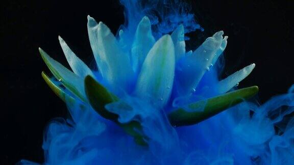 蓝色水墨在水中的慢动作与白莲睡莲花