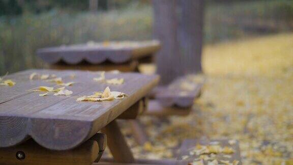 秋天森林里的长椅