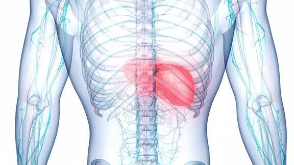 人体内部消化器官肝脏解剖动画概念