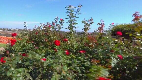 小车拍摄花园里的红玫瑰慢镜头120帧秒