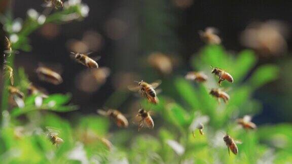 一群蜜蜂的慢镜头蜜蜂围着蜂巢飞来飞去