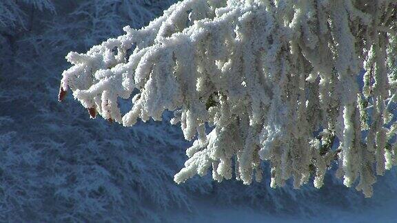 树枝被雪覆盖