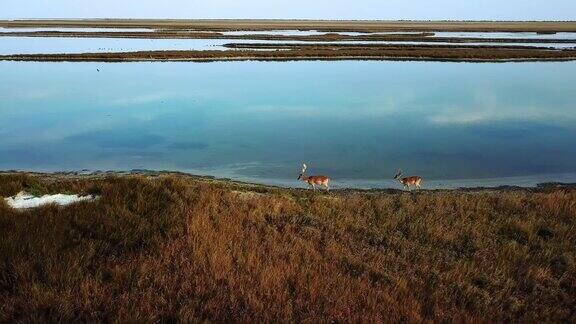 鸟瞰图的鹿家庭在湖上