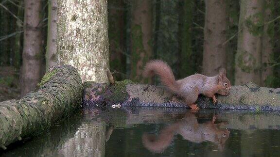 红松鼠在一潭死水中寻找食物
