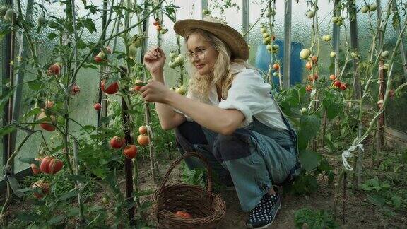 温室里的女人采摘和闻成熟的西红柿