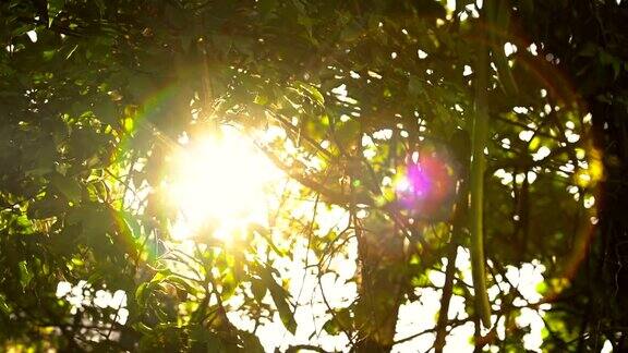 清晨的太阳在日出时从树林中升起