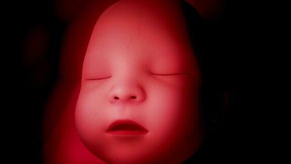 人类婴儿胎儿胚胎