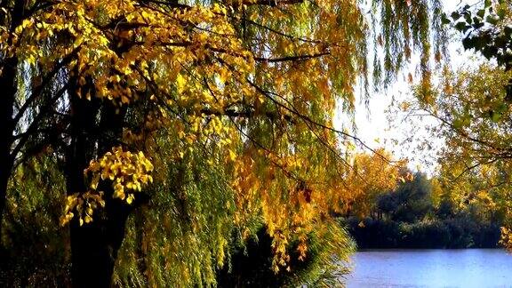 秋天的黄树和树叶在树枝上的公园对着河或湖
