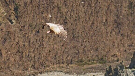 喜马拉雅兀鹫翱翔在岩石山巨大的鸟追踪猎物