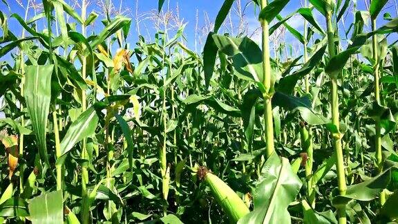 玉米农场农业背景Steadycam拍摄