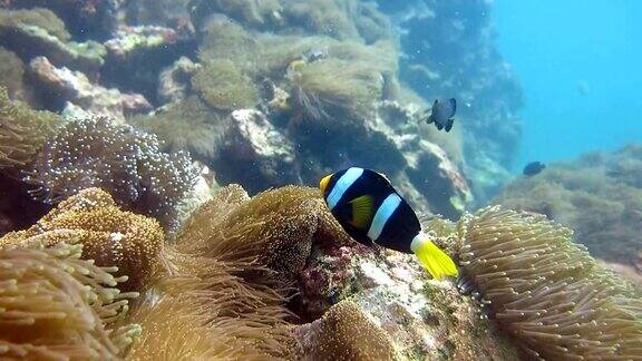 华丽的海葵(Heteractismagnia)又名RitteriAnemone克拉克的海葵小丑鱼(Amphiprionclarkii)珊瑚礁脆弱的生态系统海洋环境欣登(红岩)甲米泰国
