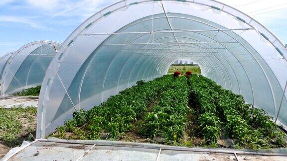 有有机蔬菜的温室