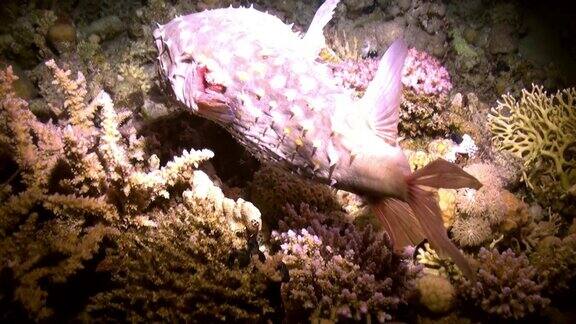 愤怒的豪猪鱼在礁石上游泳