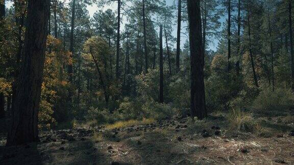 美国亚利桑那州托托国家森林的慢镜头清晨森林景色