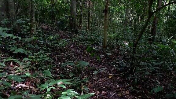 漫步在雨林中