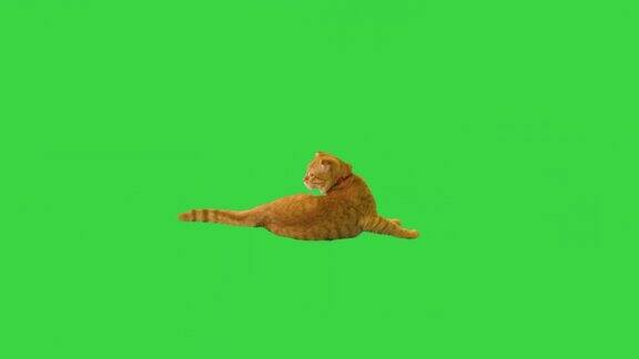 漂亮的猫躺在绿屏上摇着尾巴