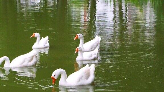 一群白色的鸭子在越南胡志明市的一个湖里游泳