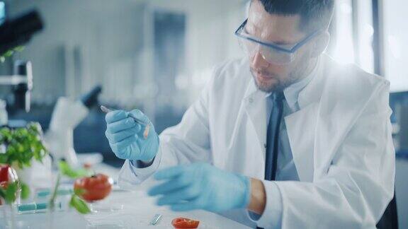 穿着安全眼镜的英俊男性微生物学家用镊子检查西红柿的种子腔并将样本放入盘中在现代食品科学实验室工作的医学科学家