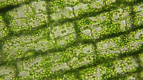 植物细胞的叶绿体移动微观视图