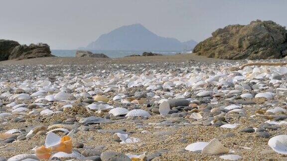 太平洋的沙滩上有很多贝壳