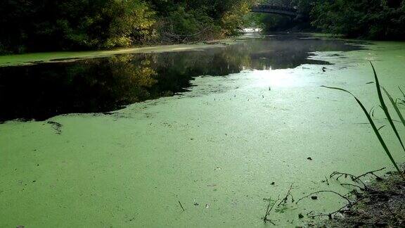 河上绿浮萍