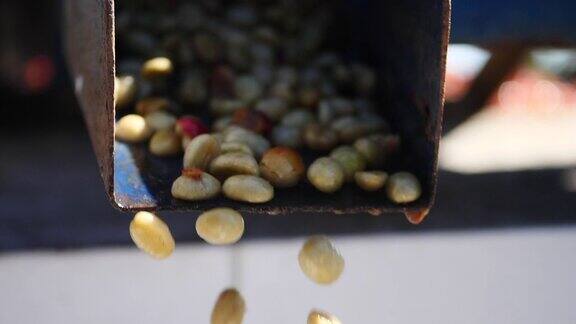 用湿法处理刚从咖啡树上摘下来的咖啡豆