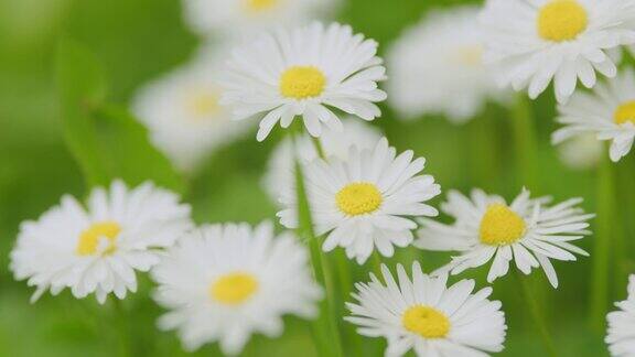 夏天田野里盛开的雏菊白色的雏菊自然界的野花在春天盛开缓慢的运动