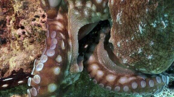 红色章鱼水下