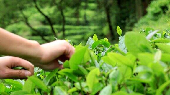 农民在春天用手采摘茶叶