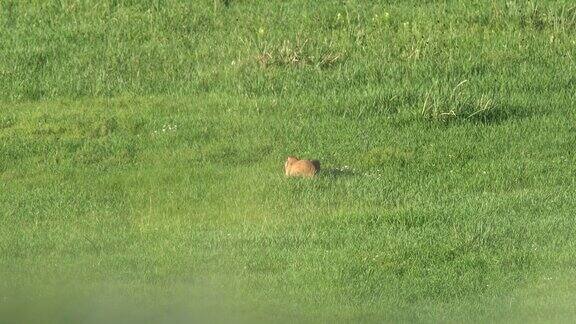 真正的野生土拨鼠在草地覆盖着绿色新鲜的草