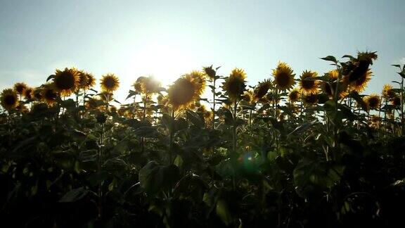 向日葵充满活力的向日葵田近距离与许多黄色的花全景在夏天