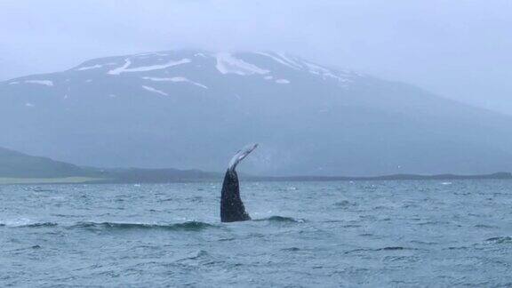 座头鲸露出尾巴在水里玩耍(Dalvik冰岛)